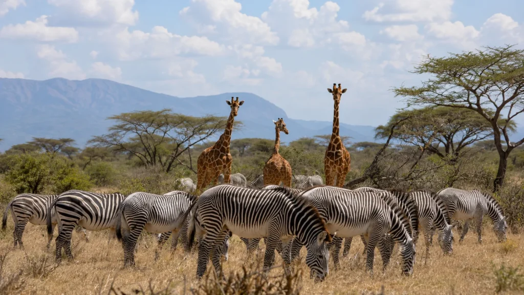 Giraffes and zebras grazing in Maasai Mara National Reserve Kenya