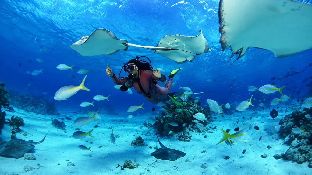 Scuba diver swimming alongside stingrays and tropical fish in Thailand's coral reefs