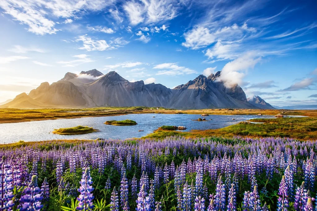 Purple lupine flowers blooming in front of Vestrahorn Mountain in southeast Iceland.