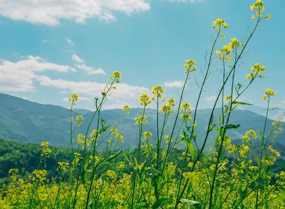 Yellow mustard flowers blooming in a green field beneath a blue sky